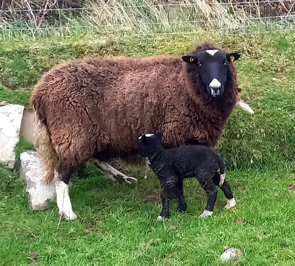 ZWARBLE    EWE  WITH   LAMB