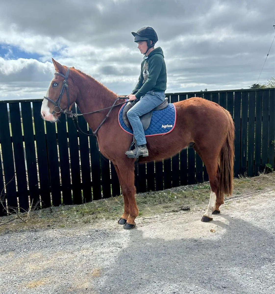 Irish draught X - Image 1