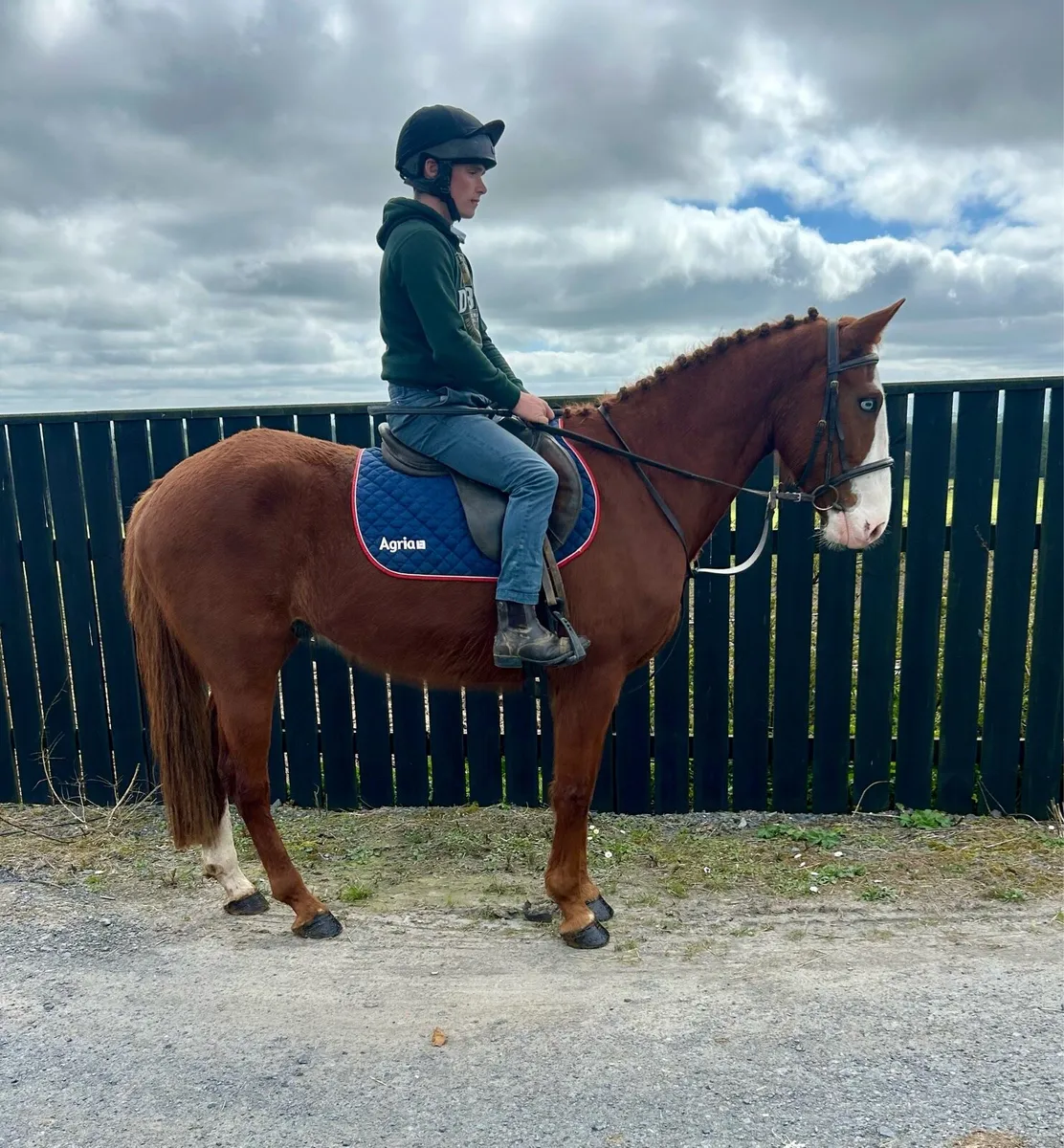 Irish draught X - Image 4