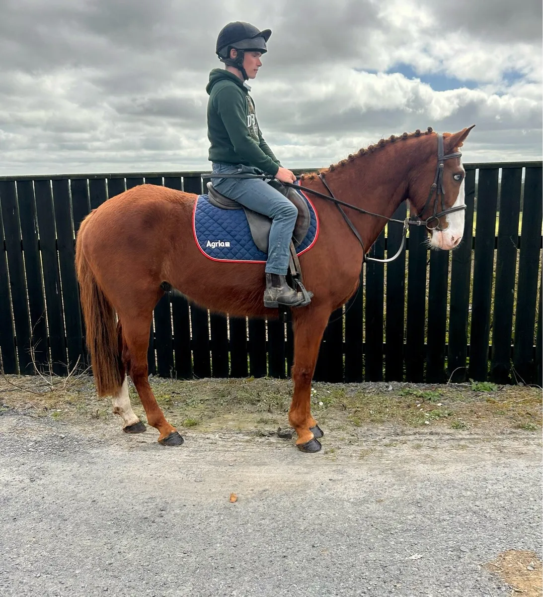 Irish draught X - Image 2