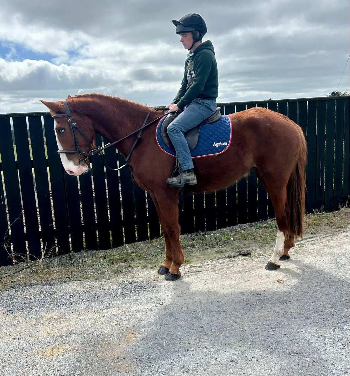 Irish draught X - Image 3