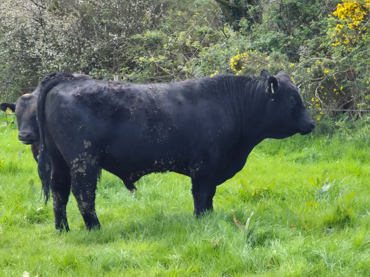 10 Pedigree Aberdeen Angus Bulls For Sale - Image 1