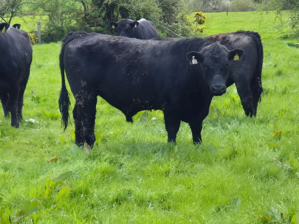 10 Pedigree Aberdeen Angus Bulls For Sale - Image 2