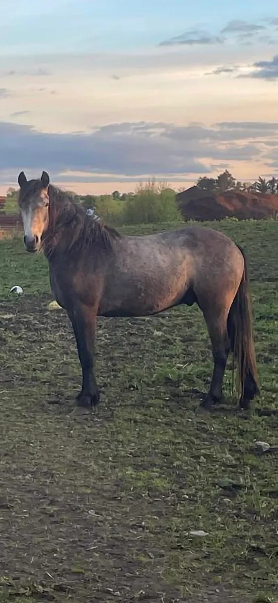 4 year old connemara  geldings - Image 1