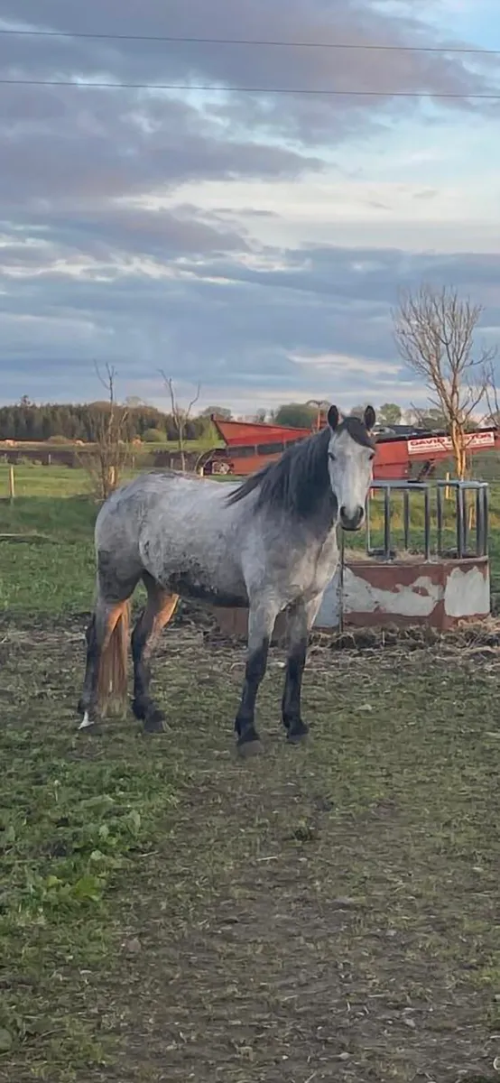 4 year old connemara  geldings - Image 2