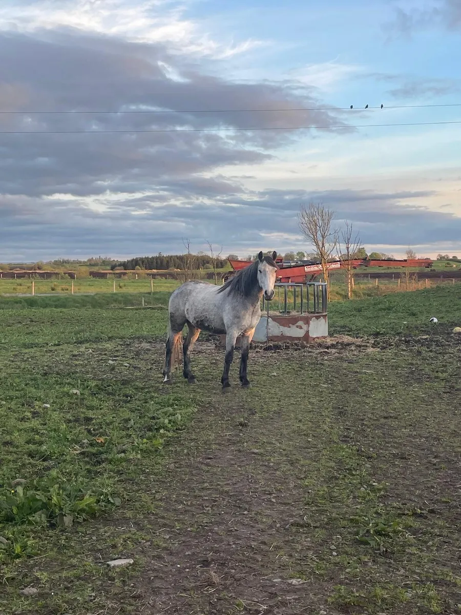 4 year old connemara  geldings - Image 3