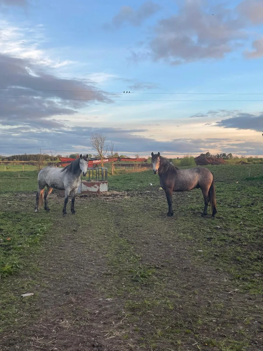 4 year old connemara  geldings - Image 4