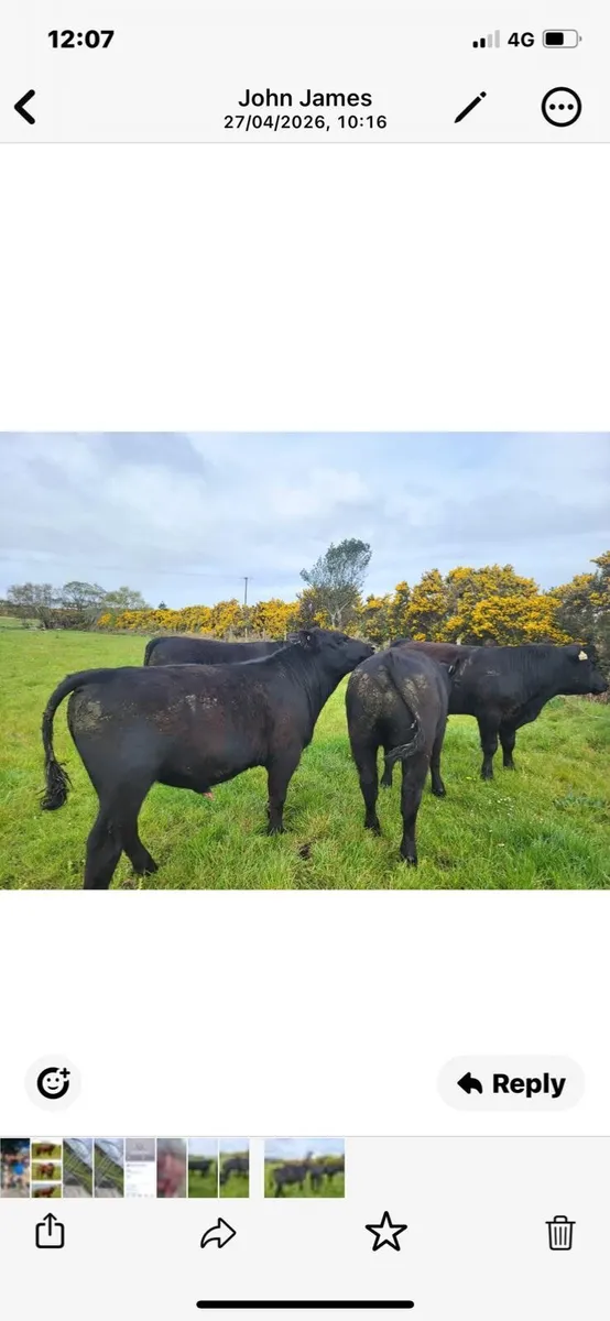 Aberdeen Angus bulls - Image 3