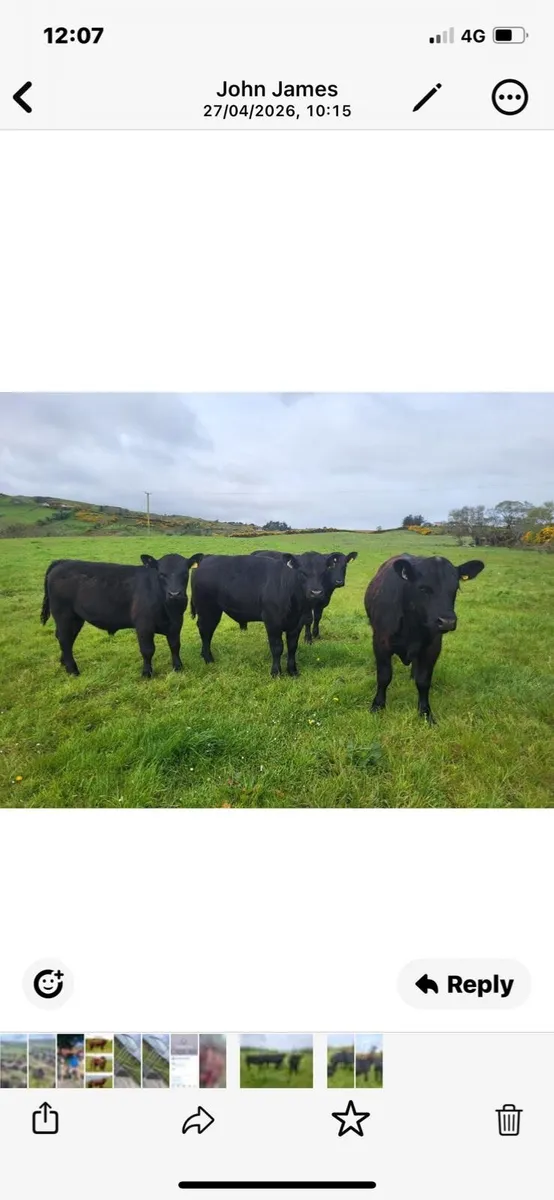 Aberdeen Angus bulls - Image 4