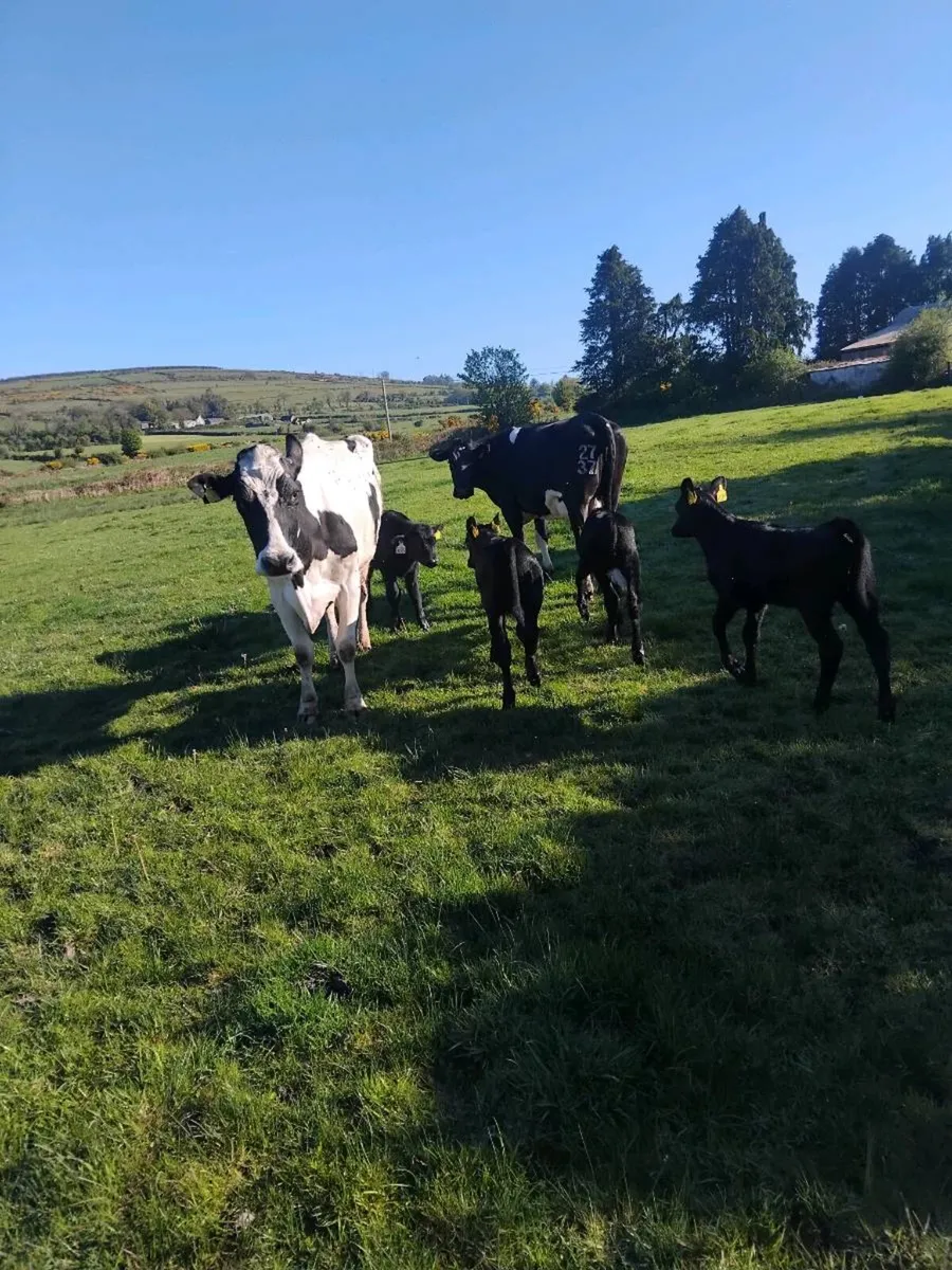 Cows and calves - Image 2