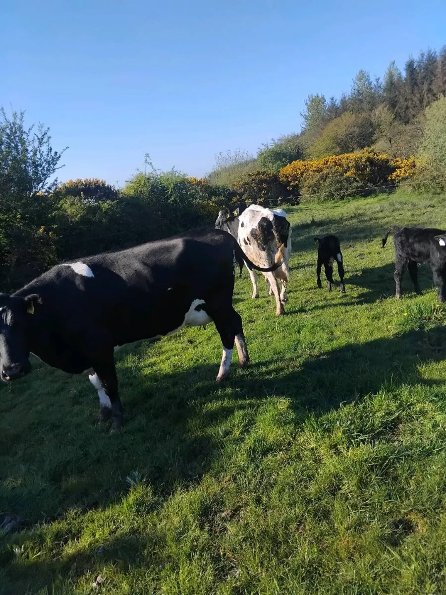 Cows and calves - Image 3