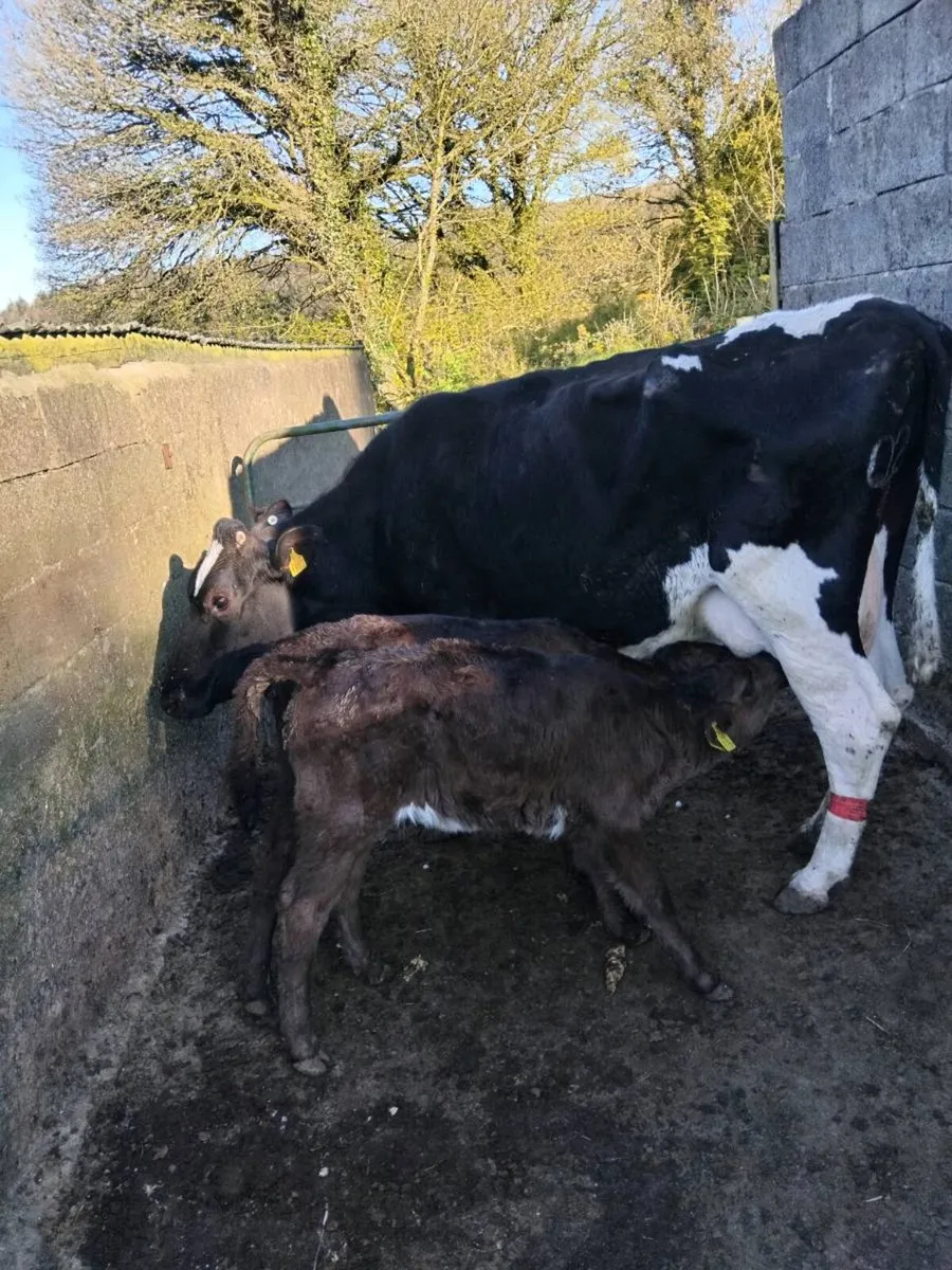 Cows and calves - Image 4