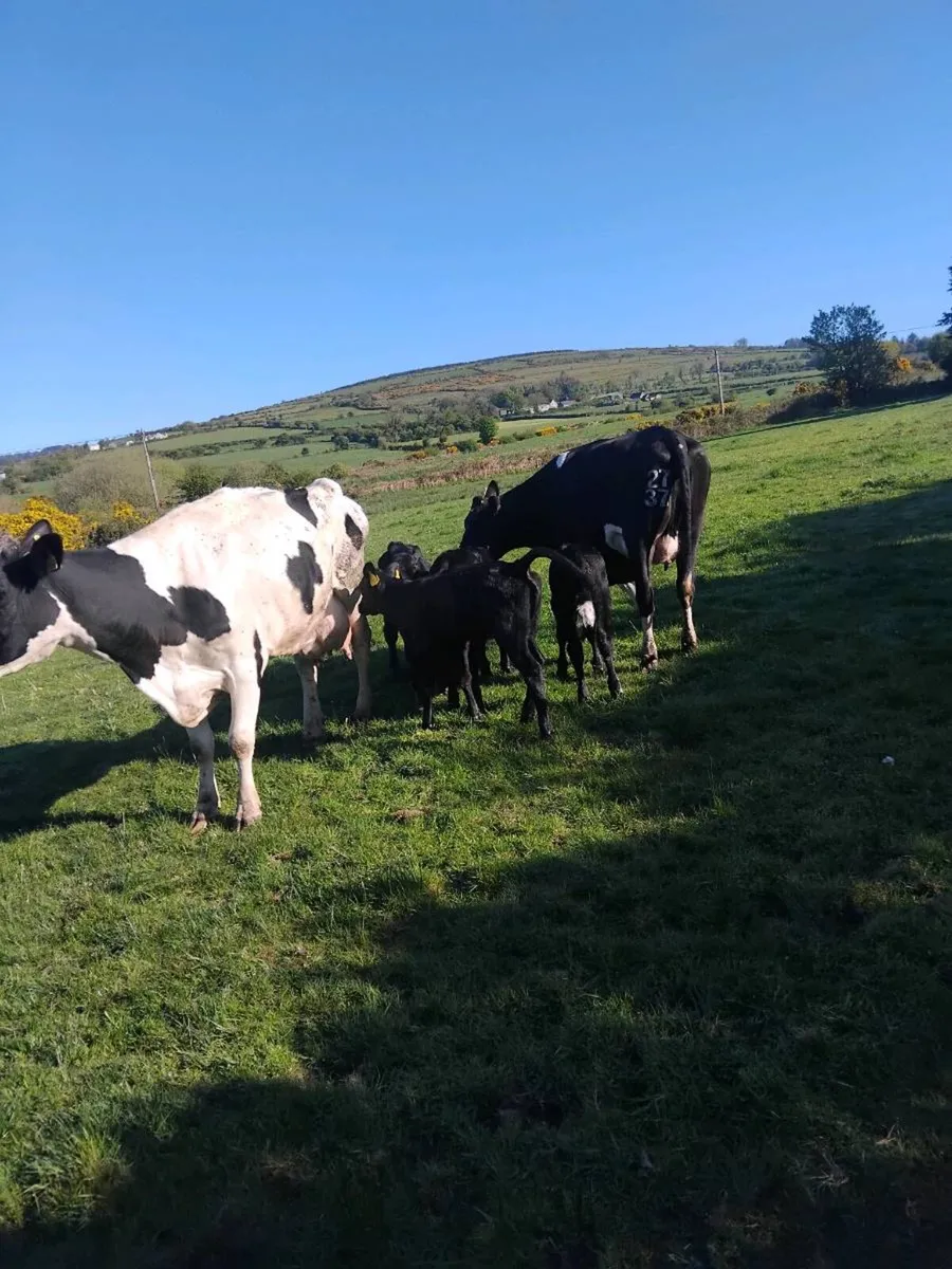 Cows and calves - Image 1