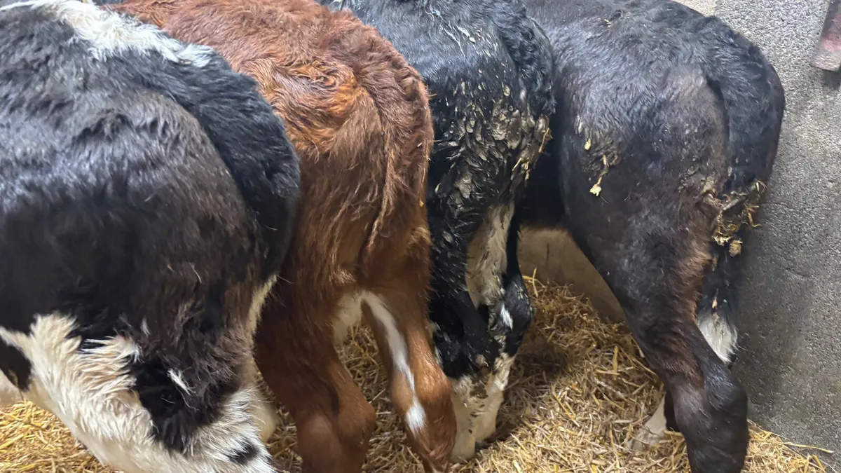 4 Strong Whitehead Heifer Calves - Image 2
