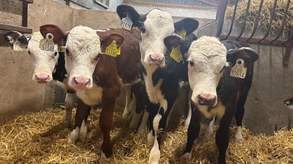 4 Strong Whitehead Heifer Calves - Image 4