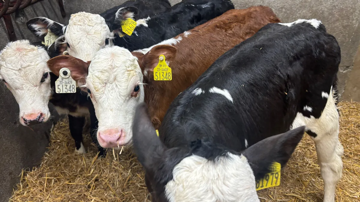 4 Strong Whitehead Heifer Calves - Image 3