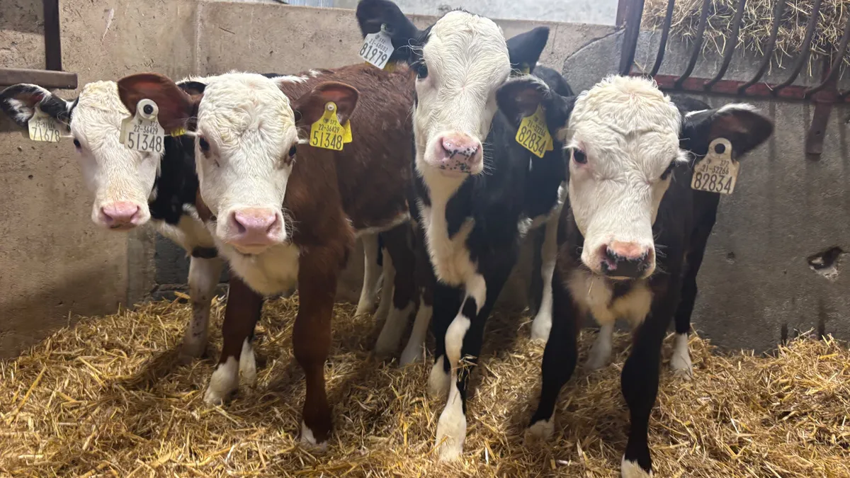 4 Strong Whitehead Heifer Calves - Image 1