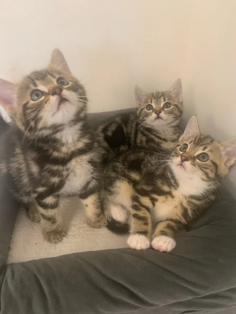 Mixed bengal kittens - Image 2
