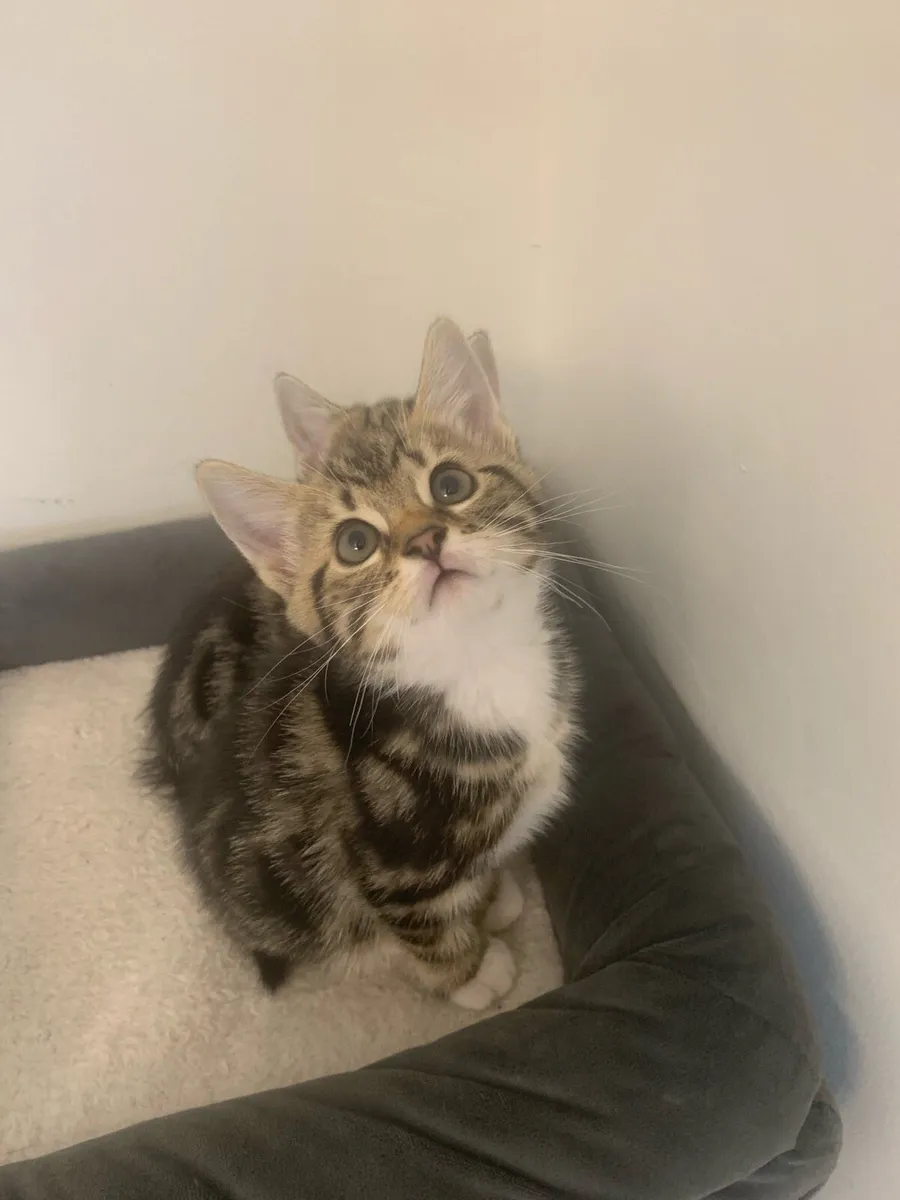 Mixed bengal kittens - Image 3