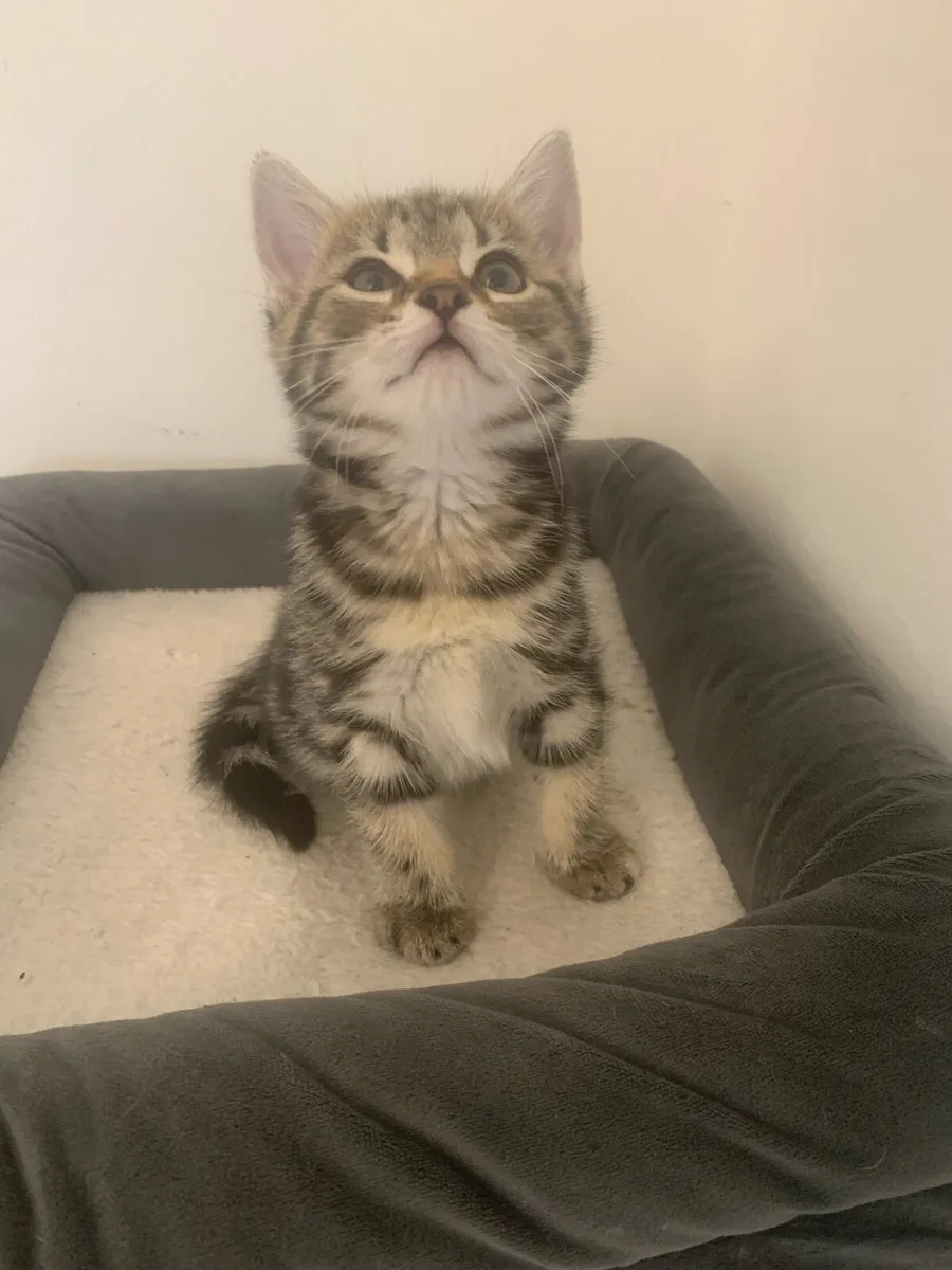 Mixed bengal kittens - Image 4