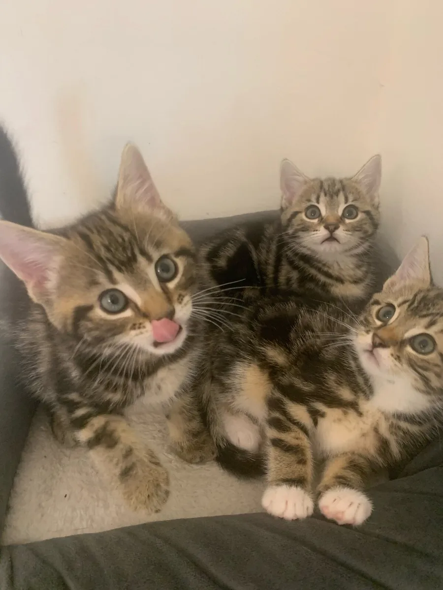 Mixed bengal kittens - Image 1