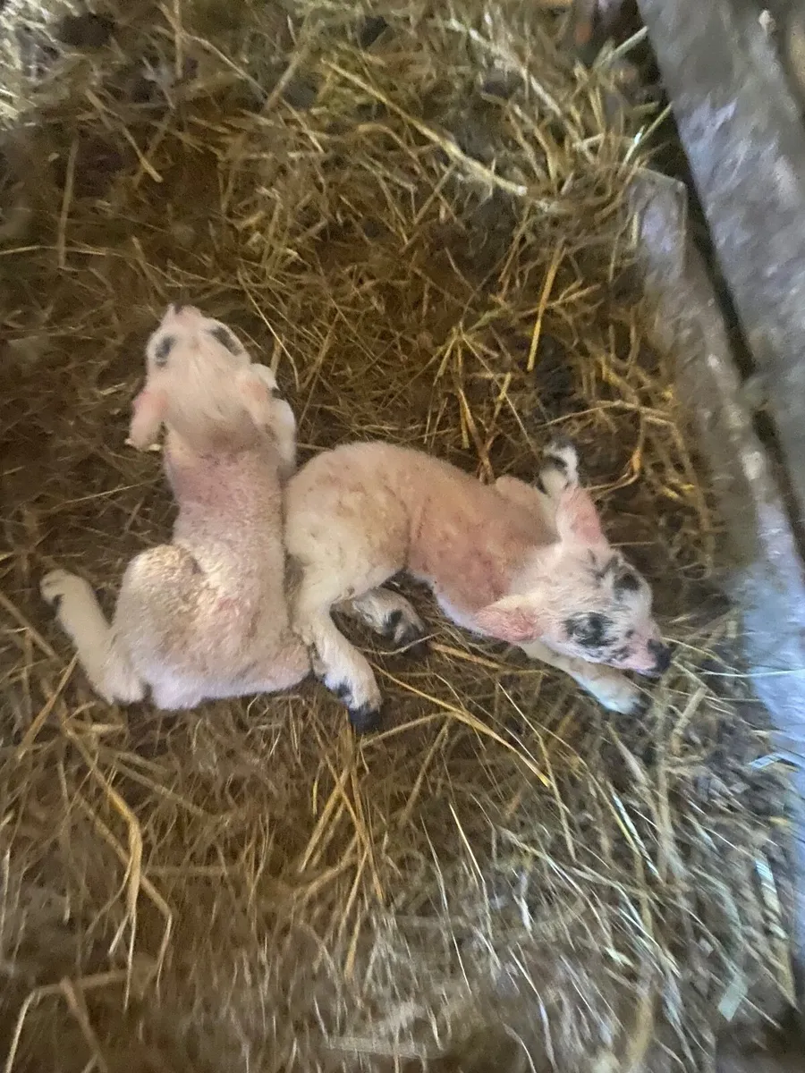 Two foster / pet lambs Free , no charge