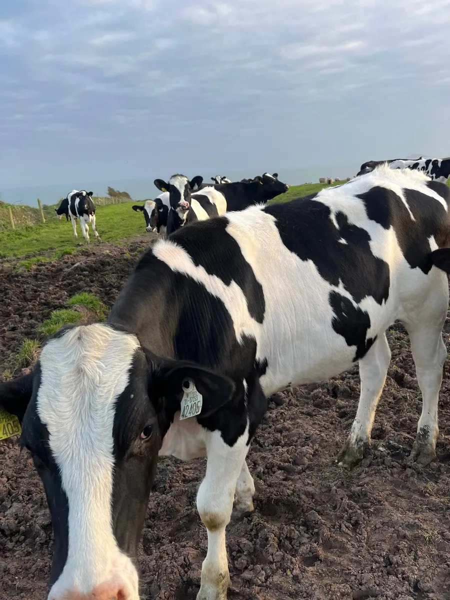 Freisian heifers - Image 1