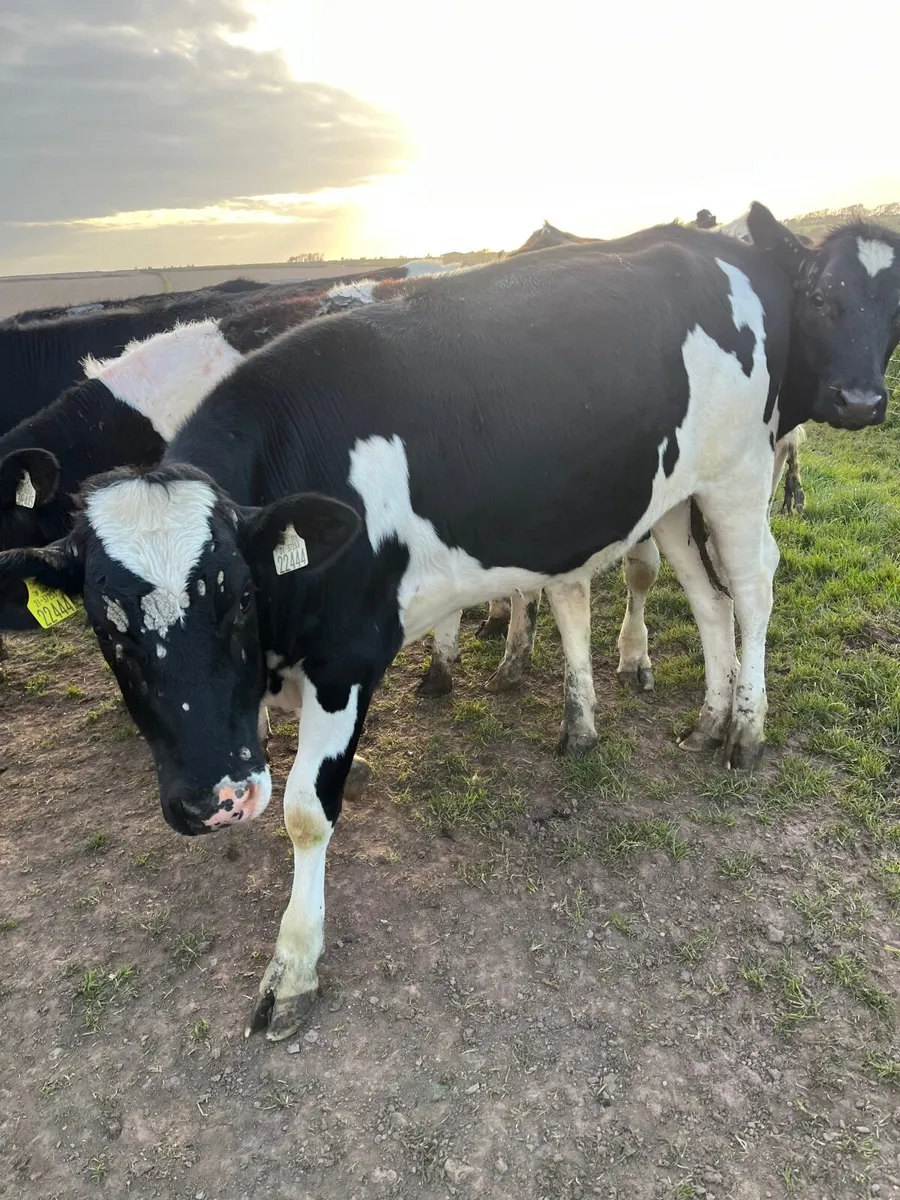 Freisian heifers - Image 2