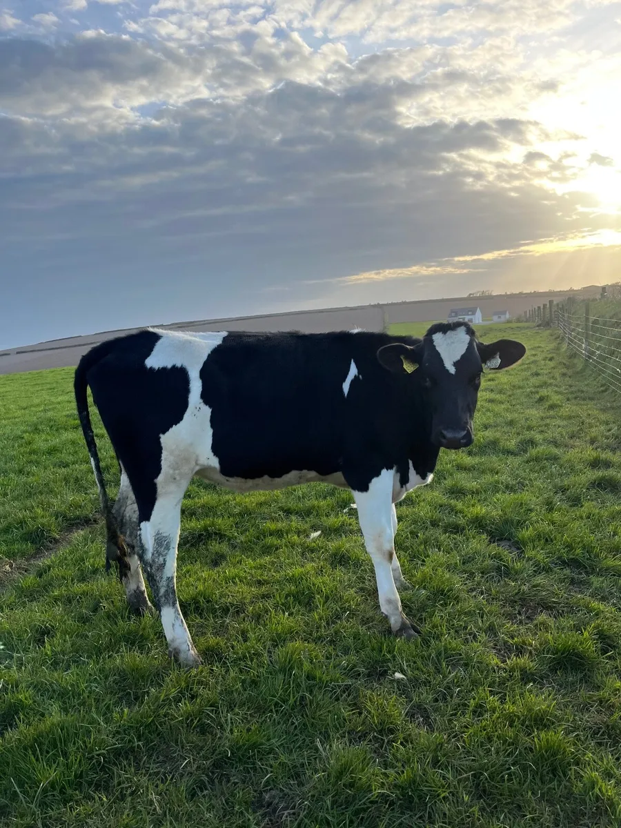 Freisian heifers - Image 3