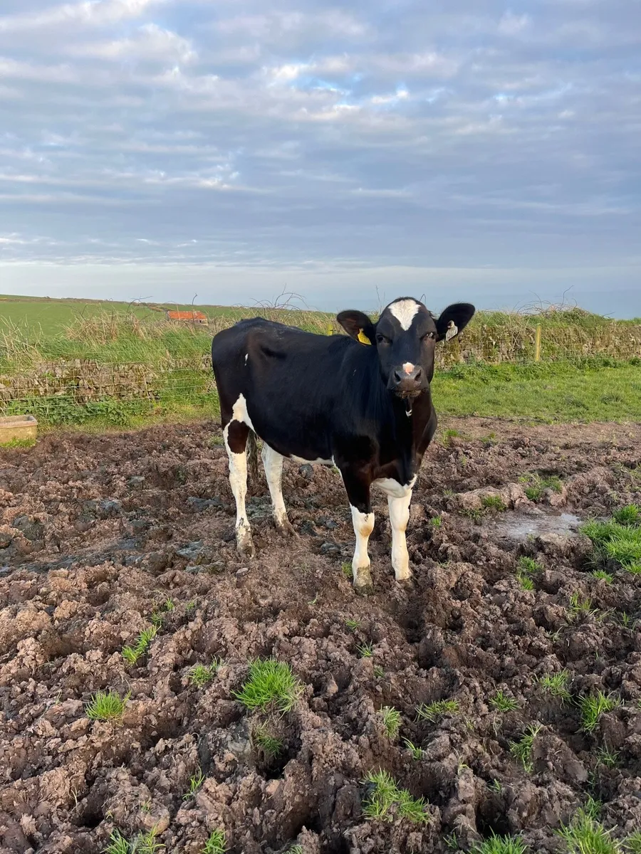 Freisian heifers - Image 4
