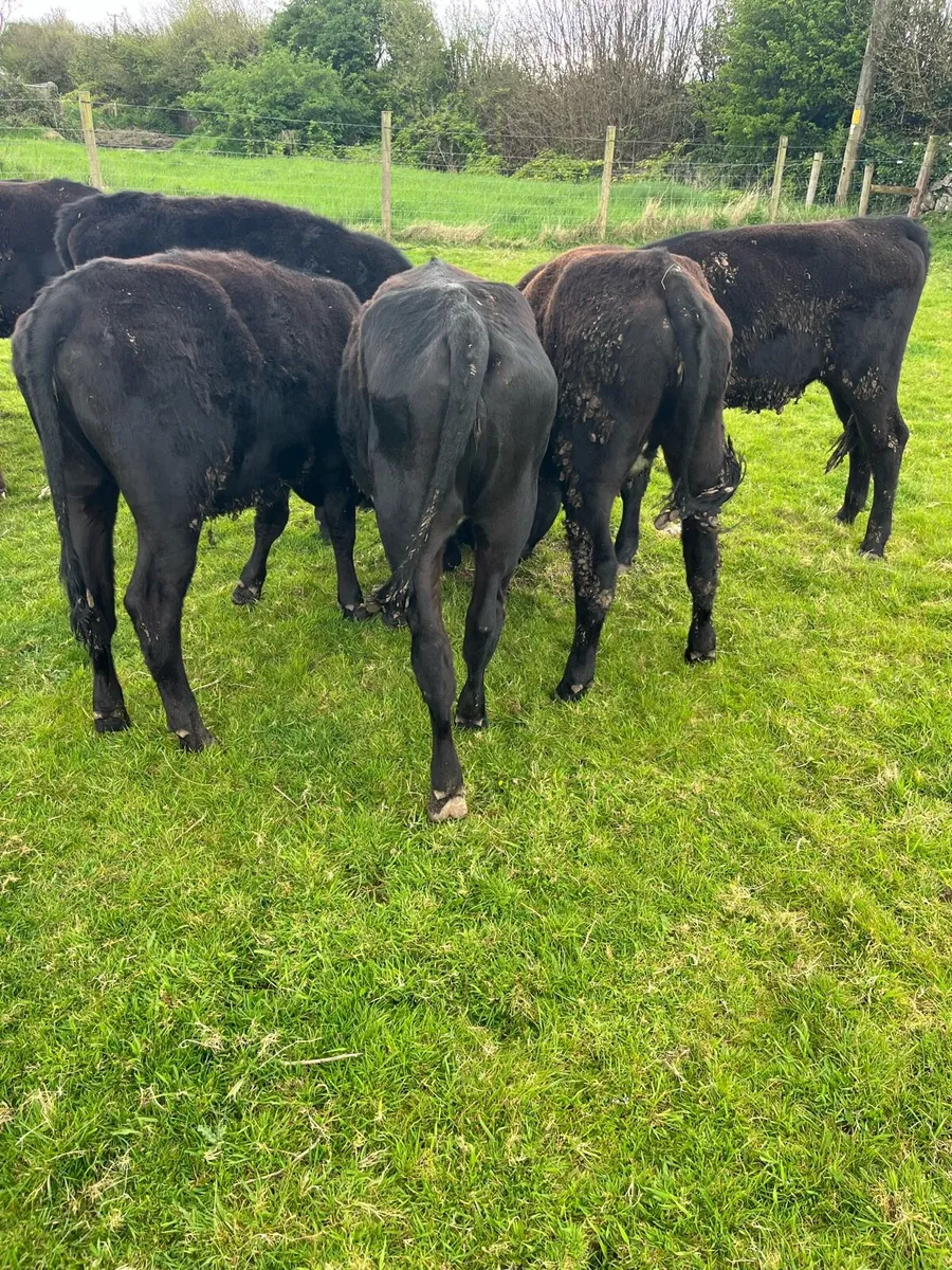 YEARLING HEIFERS AA & HD - Image 3