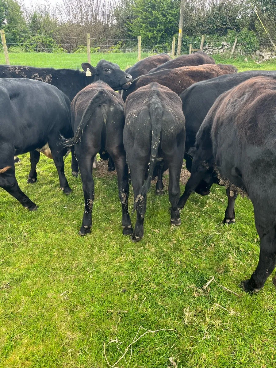 YEARLING HEIFERS AA & HD - Image 1