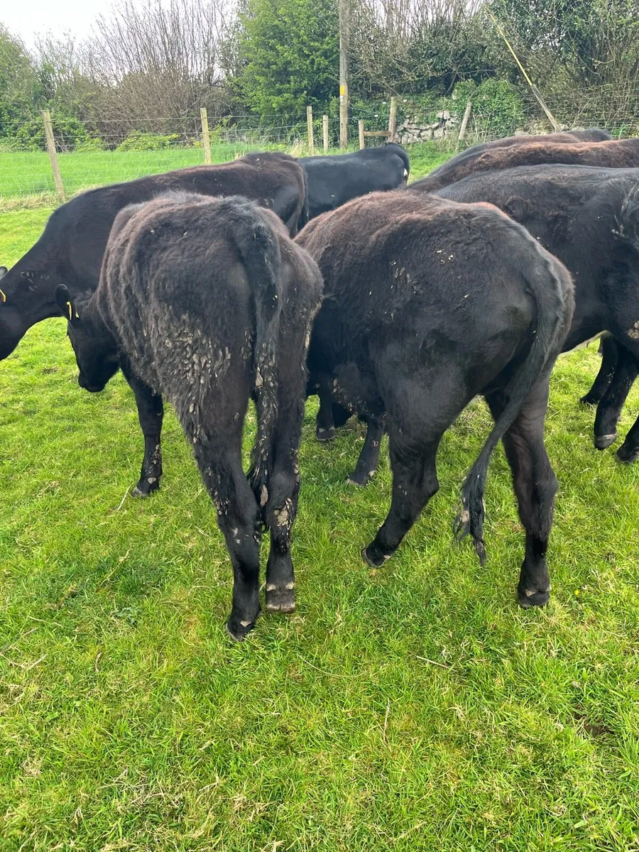 YEARLING HEIFERS AA & HD - Image 2