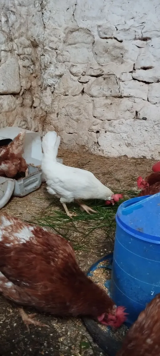 Hens 2 Year Old - Image 3