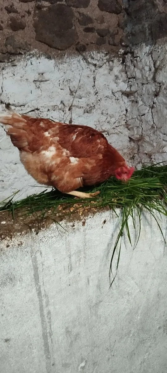 Hens 2 Year Old - Image 4