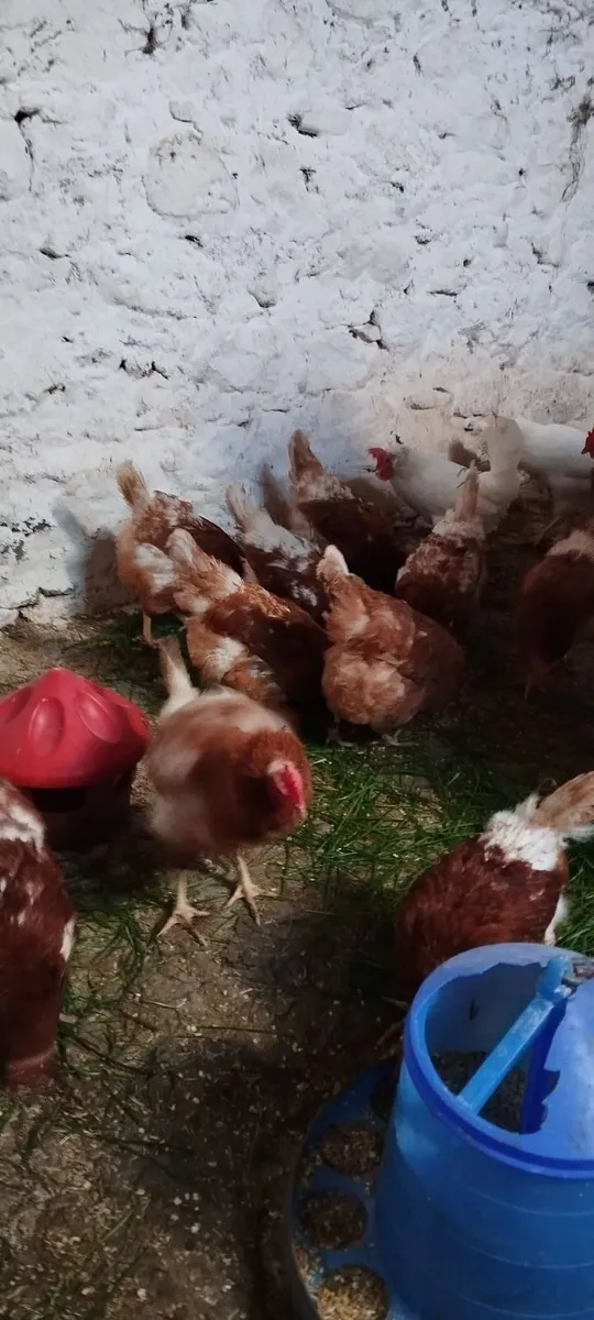 Hens 2 Year Old - Image 2