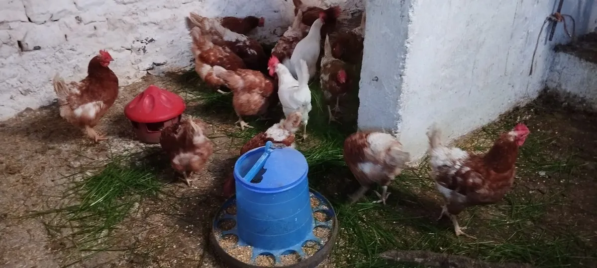 Hens 2 Year Old - Image 1