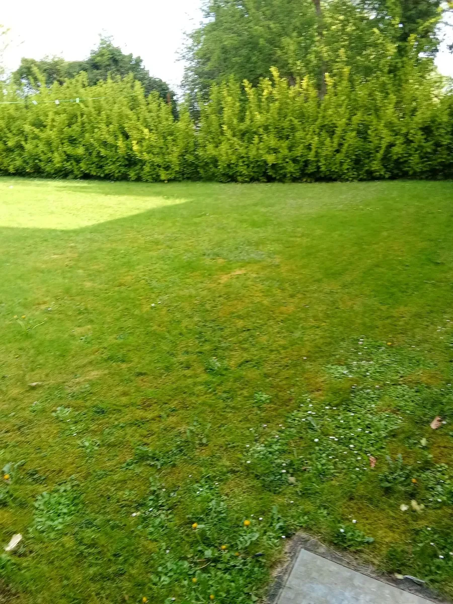 If anyone in ennis needs there grass cutting - Image 1