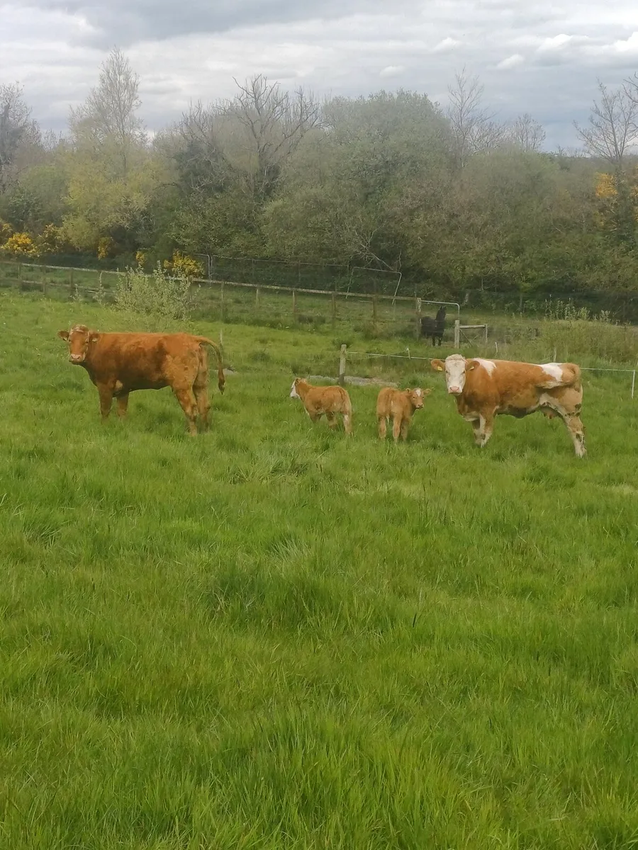 Calved Heifers - Image 1