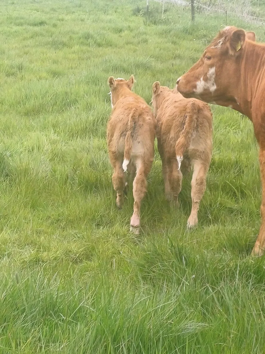 Calved Heifers - Image 3