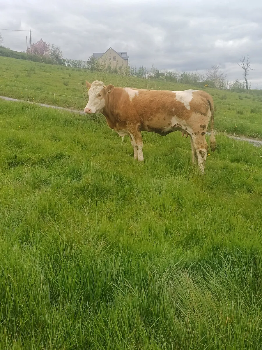 Calved Heifers - Image 2