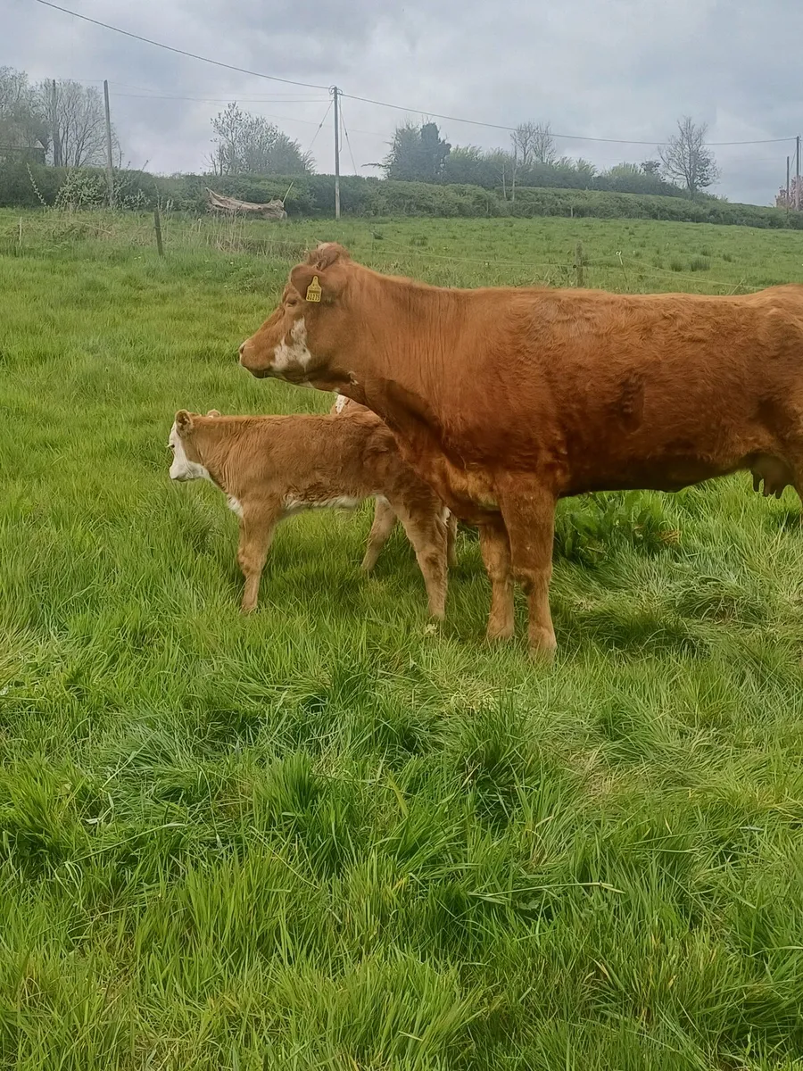 Calved Heifers - Image 4