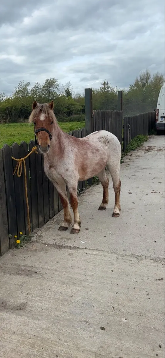 Roan gelding - Image 1