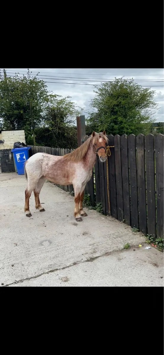 Roan gelding - Image 2