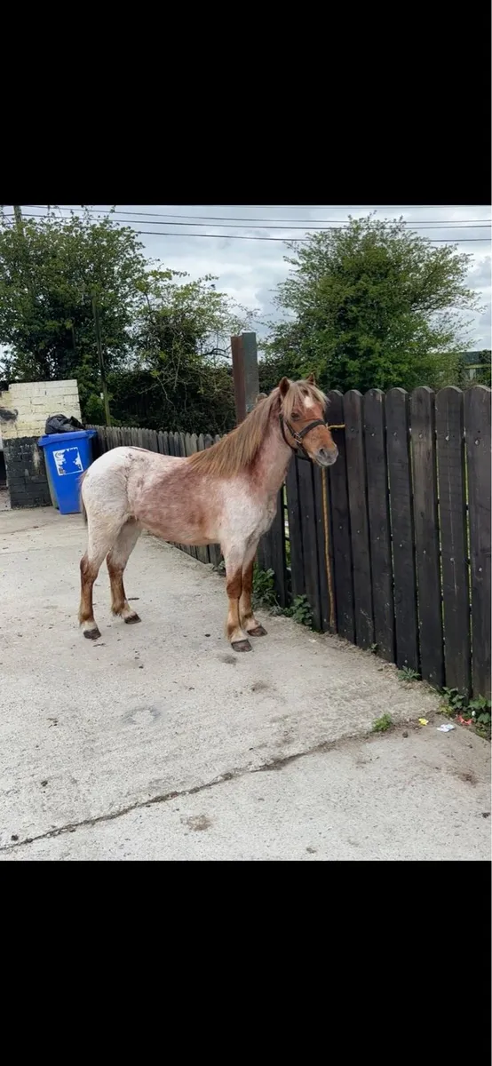 Roan gelding - Image 4