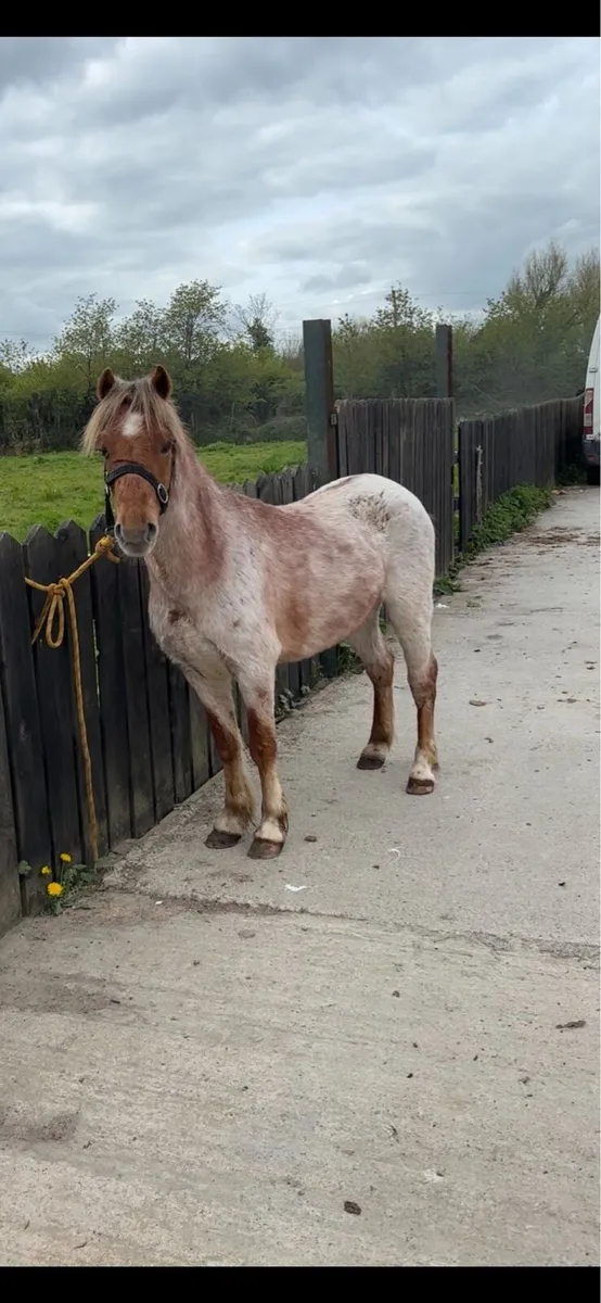 Roan gelding - Image 3