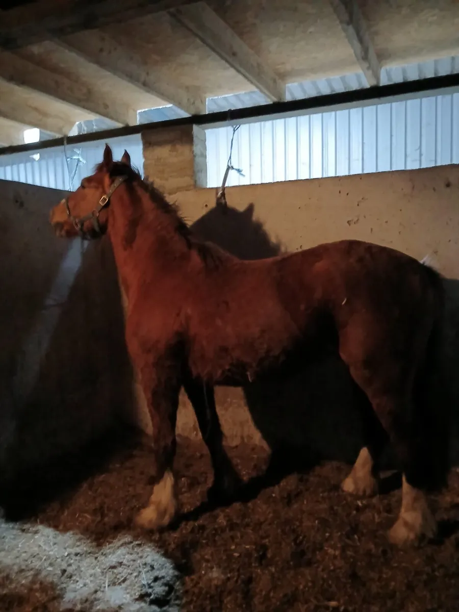 cobs fr sale - Image 2