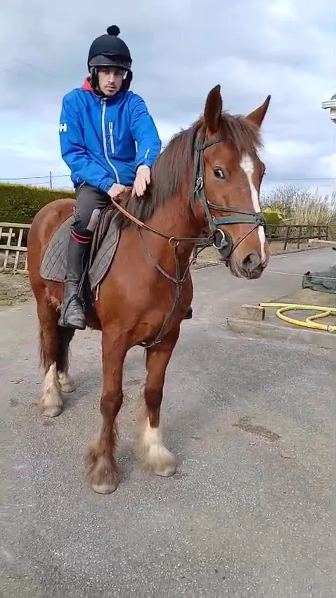 cobs fr sale - Image 3