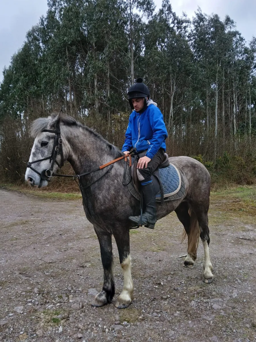 cobs fr sale - Image 4