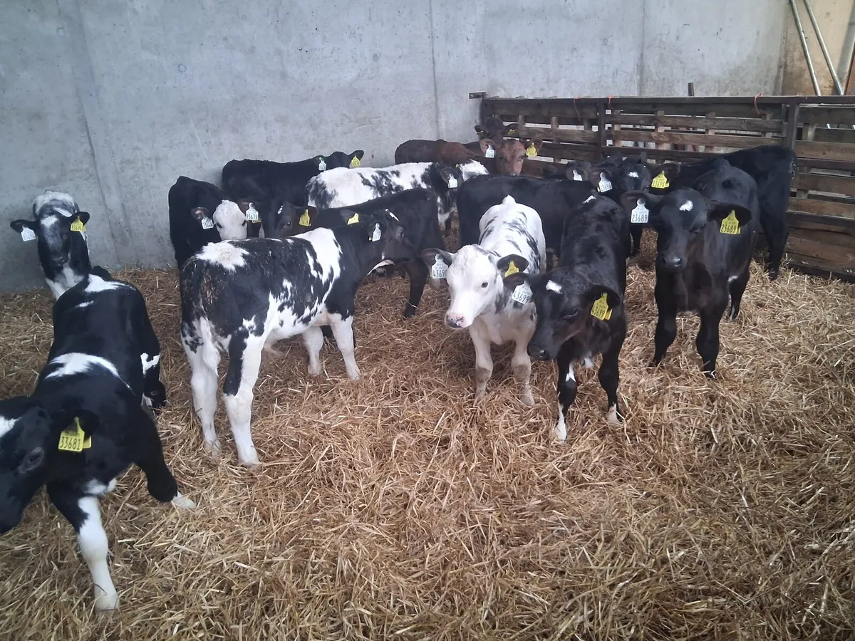 Calves for Sale - Image 1